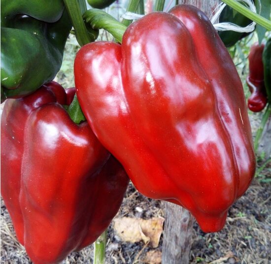 Асти красный (Quadrato D'Asti Rosso, семейная реликвия сладкого перца из Италии)